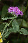 Baldwin's ironweed